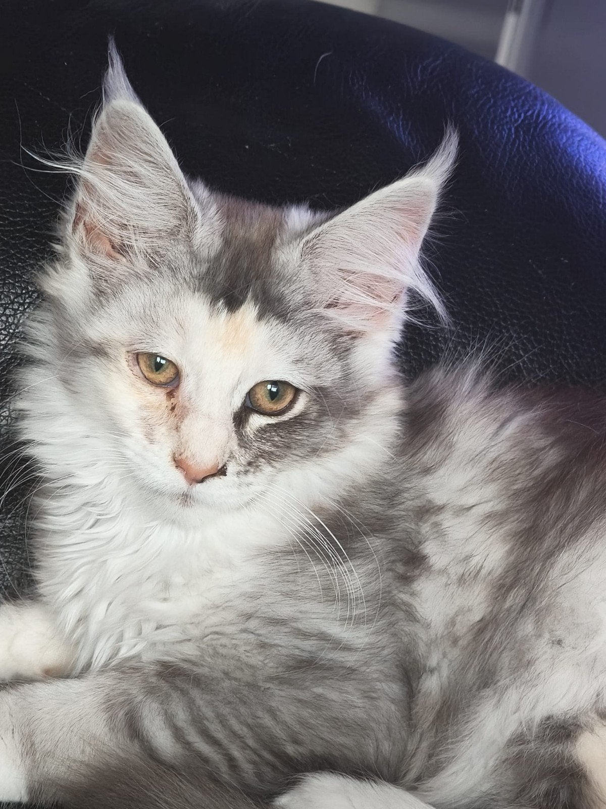 Prachtig main coon torti poesje, Dieren en Toebehoren, Katten en Kittens | Raskatten | Langhaar, Poes, Gechipt