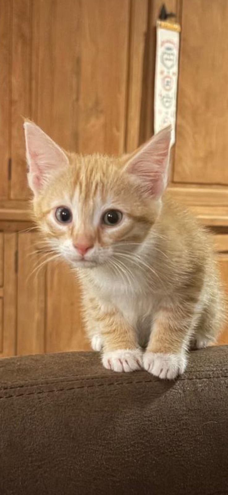 Nog 2 lieve kittens, Poes