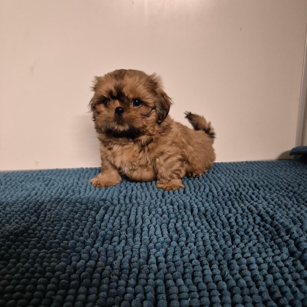 mooie kleinblijvende shih tzu pups, Overige rassen, 8 tot 15 weken, Meerdere, Meerdere dieren