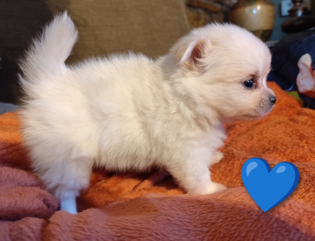 Pomchi Pups chihuahua x pomeriaan, België, Fokker | Hobbymatig, 8 tot 15 weken, Meerdere