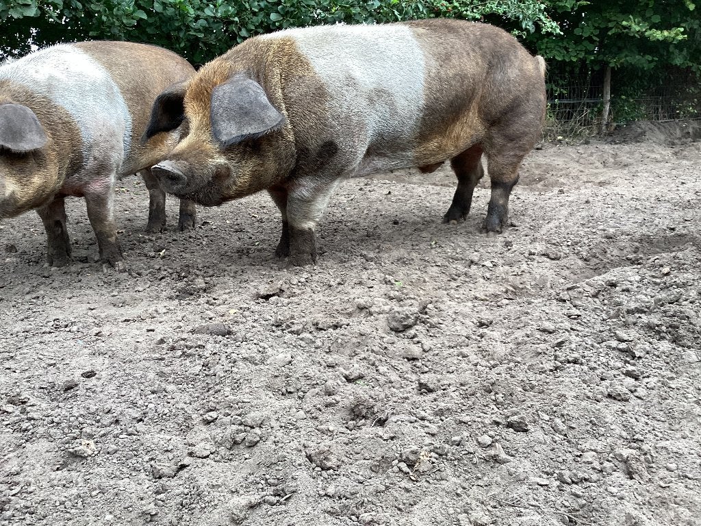 husumer beer staat ter dekking €.150,-, Dieren en Toebehoren, Mannelijk, Varken, 0 tot 2 jaar