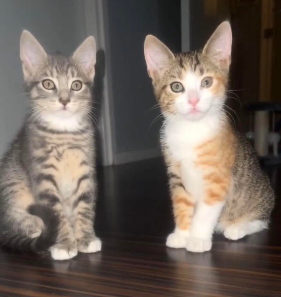 Lief broer & zus – samen herplaatsen, Dieren en Toebehoren, Katten en Kittens | Overige Katten, Meerdere dieren