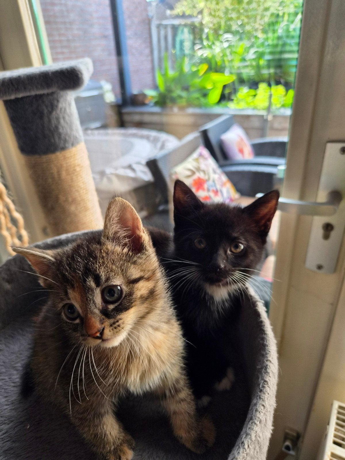 kittens, Dieren en Toebehoren