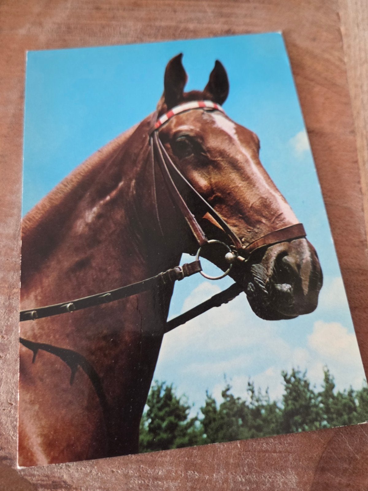 Vintage Ansichtkaart Paard, Verzamelen, Verzenden, 1960 tot 1980, Ongelopen, Paard