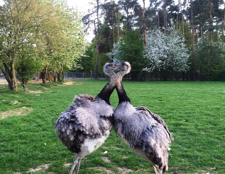 Nandoe Koopel gezoekt, Dieren en Toebehoren, Meerdere dieren