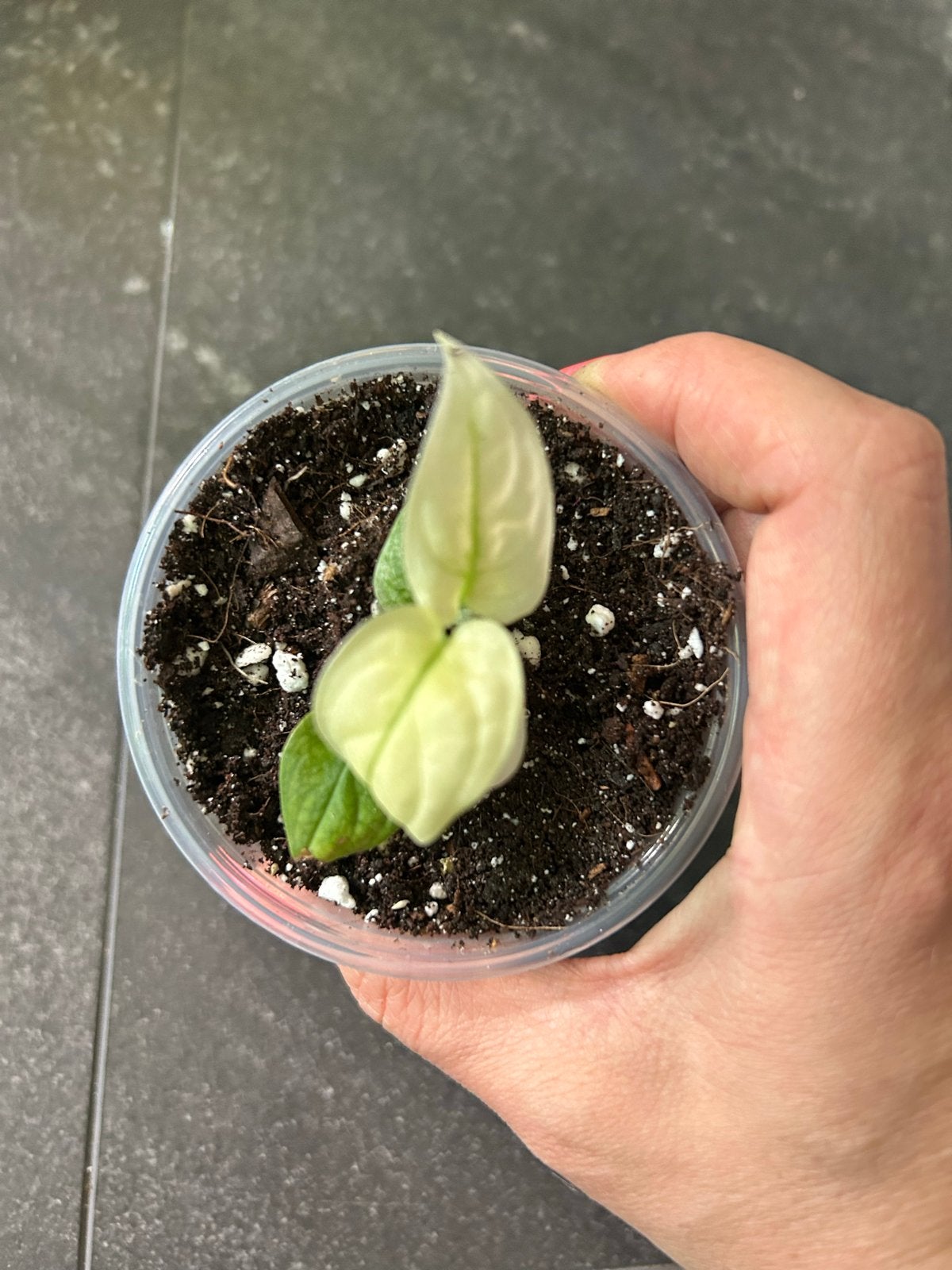 Baby Monstera adansonii Albo Variegata - Zeldzaam!, Ophalen of Verzenden, Halfschaduw, Minder dan 100 cm
