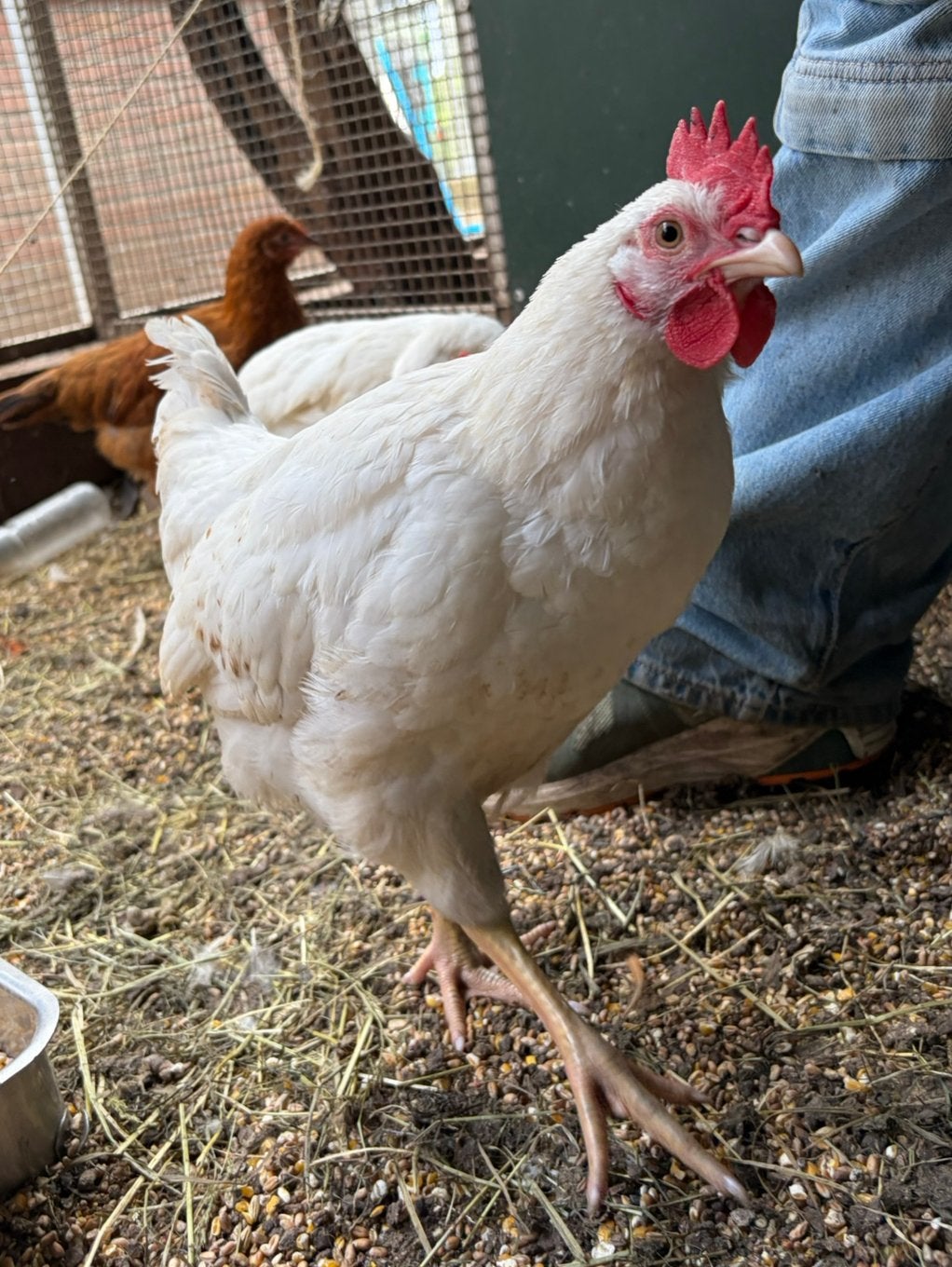 Dino, tam legkip/leghorn hanen kuiken, Mannelijk, Kip