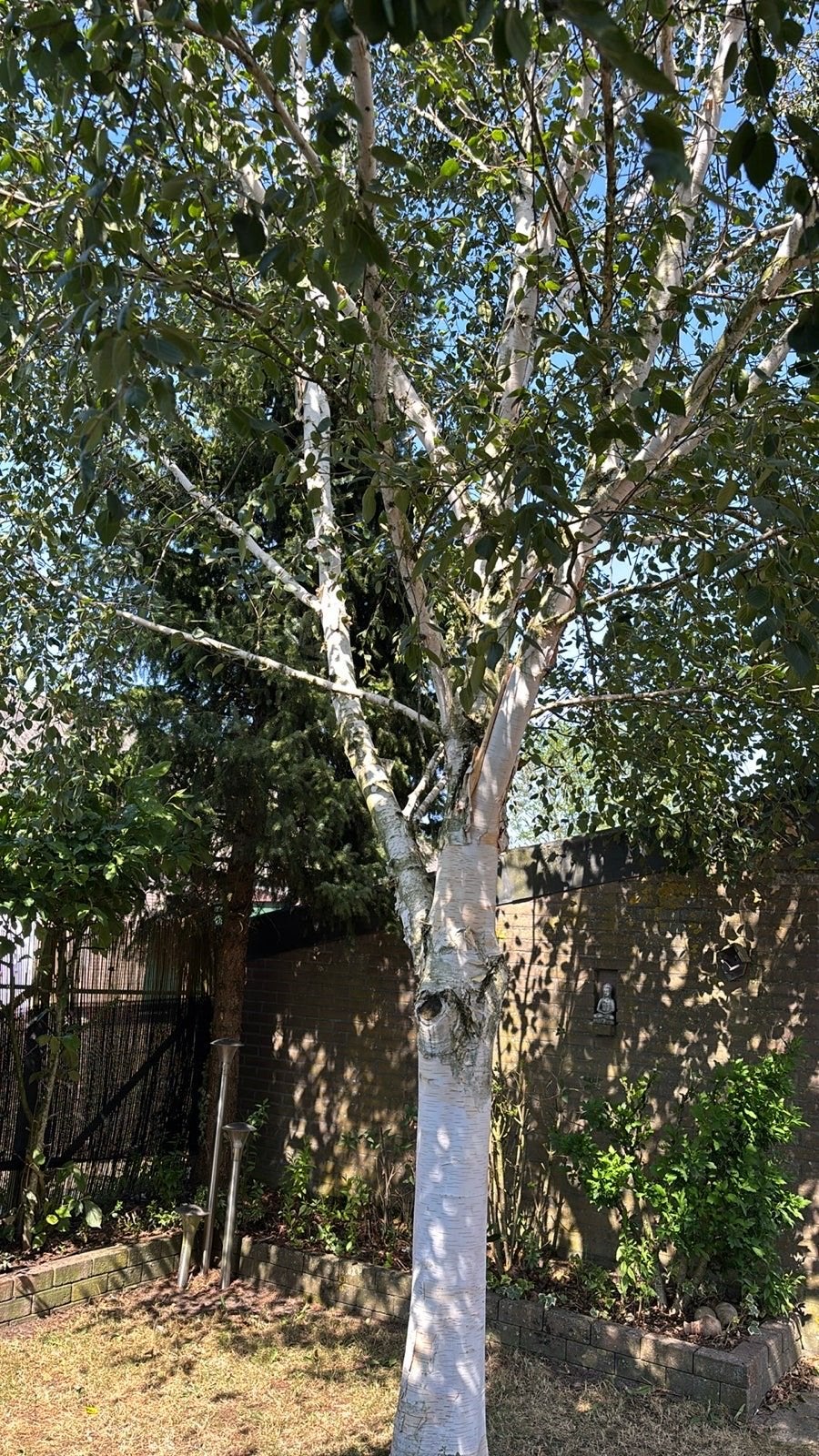 Gratis bomen ophalen!, Tuin en Terras, Overige soorten, Lente, 400 cm of meer, Ophalen