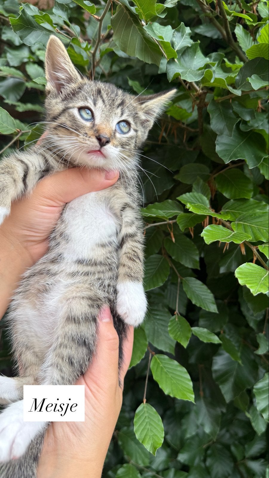 Kittens zo snel mogelijk nestje verlaten, Dieren en Toebehoren, Katten en Kittens | Overige Katten, Meerdere dieren