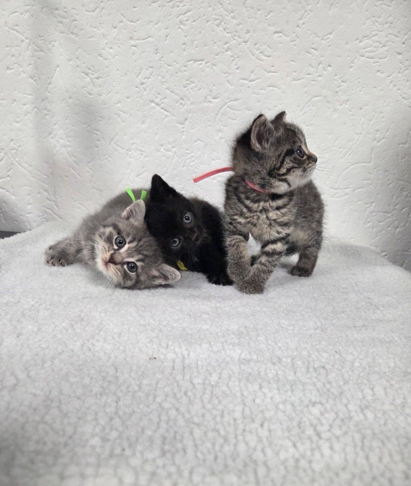 3 britse korthaar kittens (75%), Meerdere dieren, Ontwormd