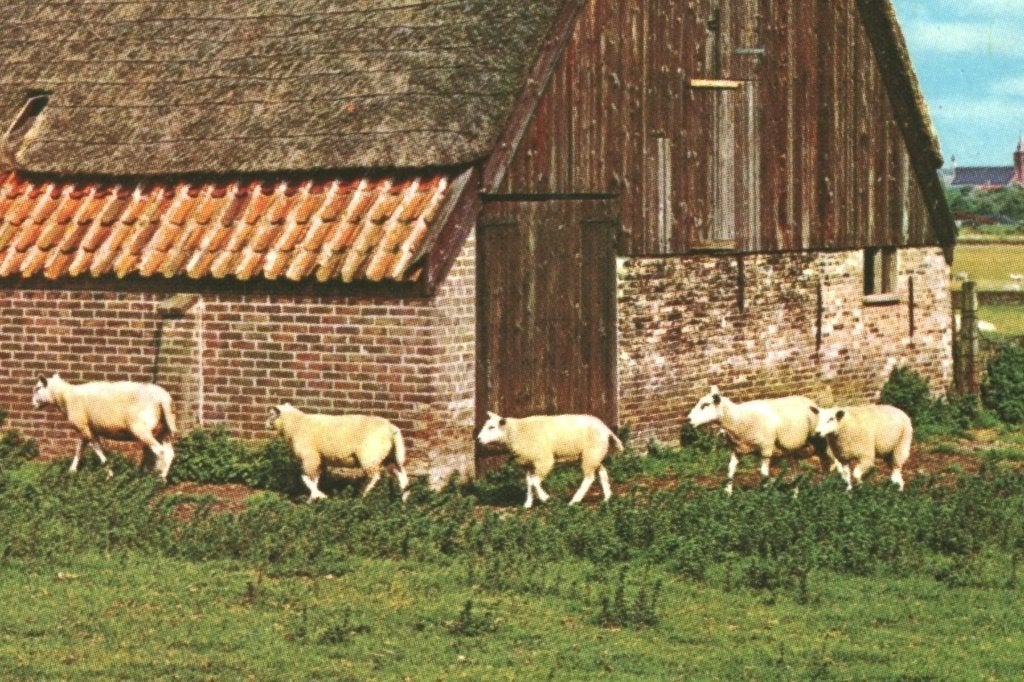 37135 Texel 1962 Schapenboet Gelopen met postzegel, Ophalen of Verzenden, 1960 tot 1980, Gelopen, Noord-Brabant