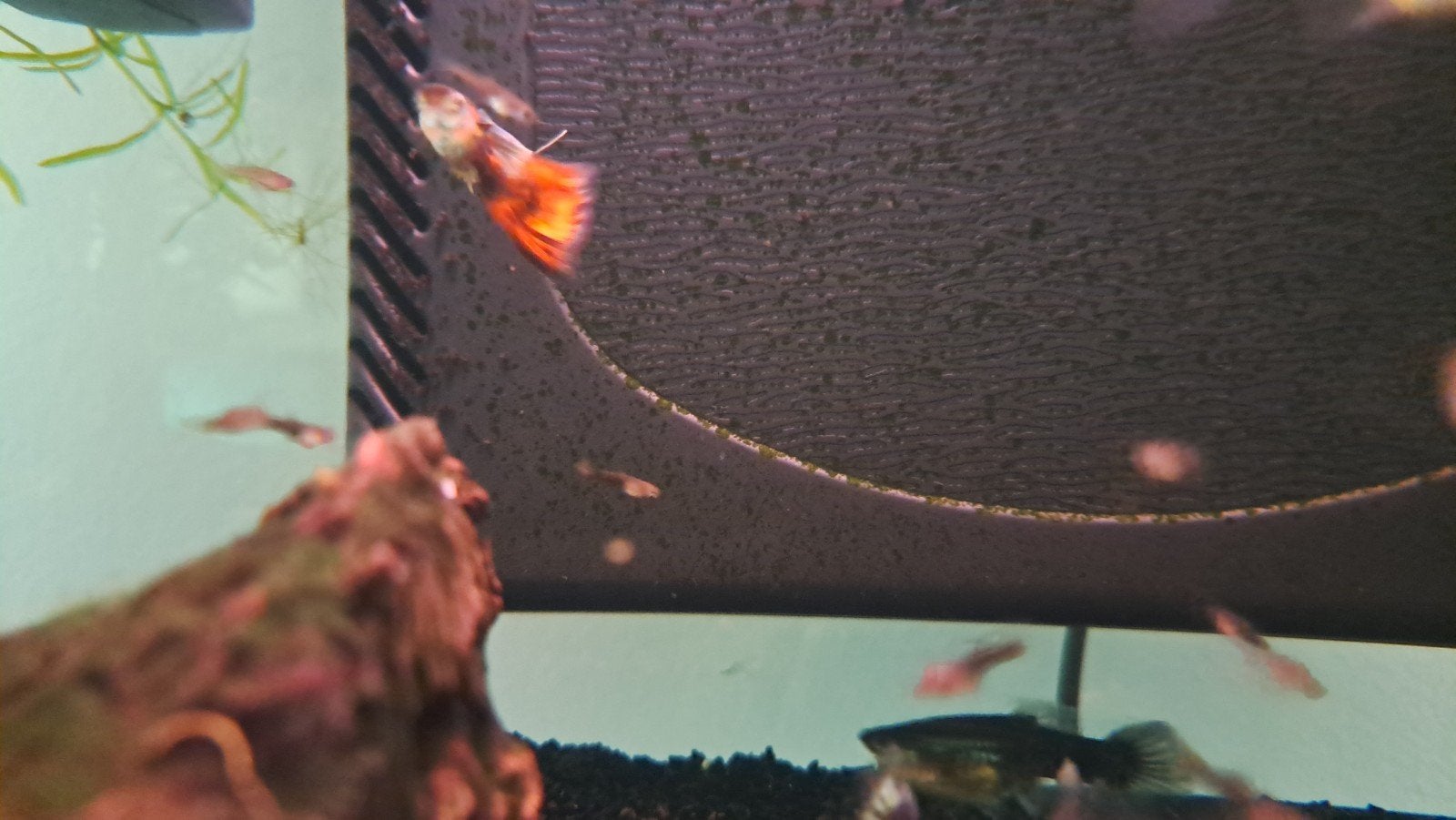 50 guppies, Vis