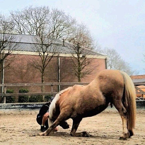 Verzorgpony herfstvakantie gezocht! / bijrijder aangeboden, Dieren en Toebehoren, Ophalen of Verzenden, Nieuw