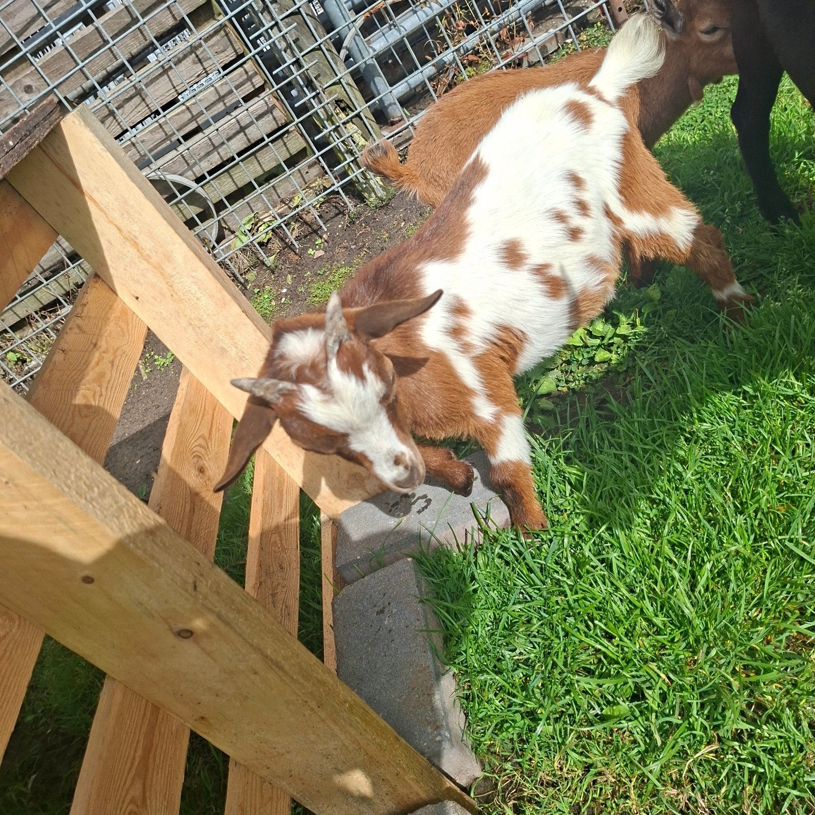 Dwergbokje, Dieren en Toebehoren, Mannelijk, Geit, 0 tot 2 jaar