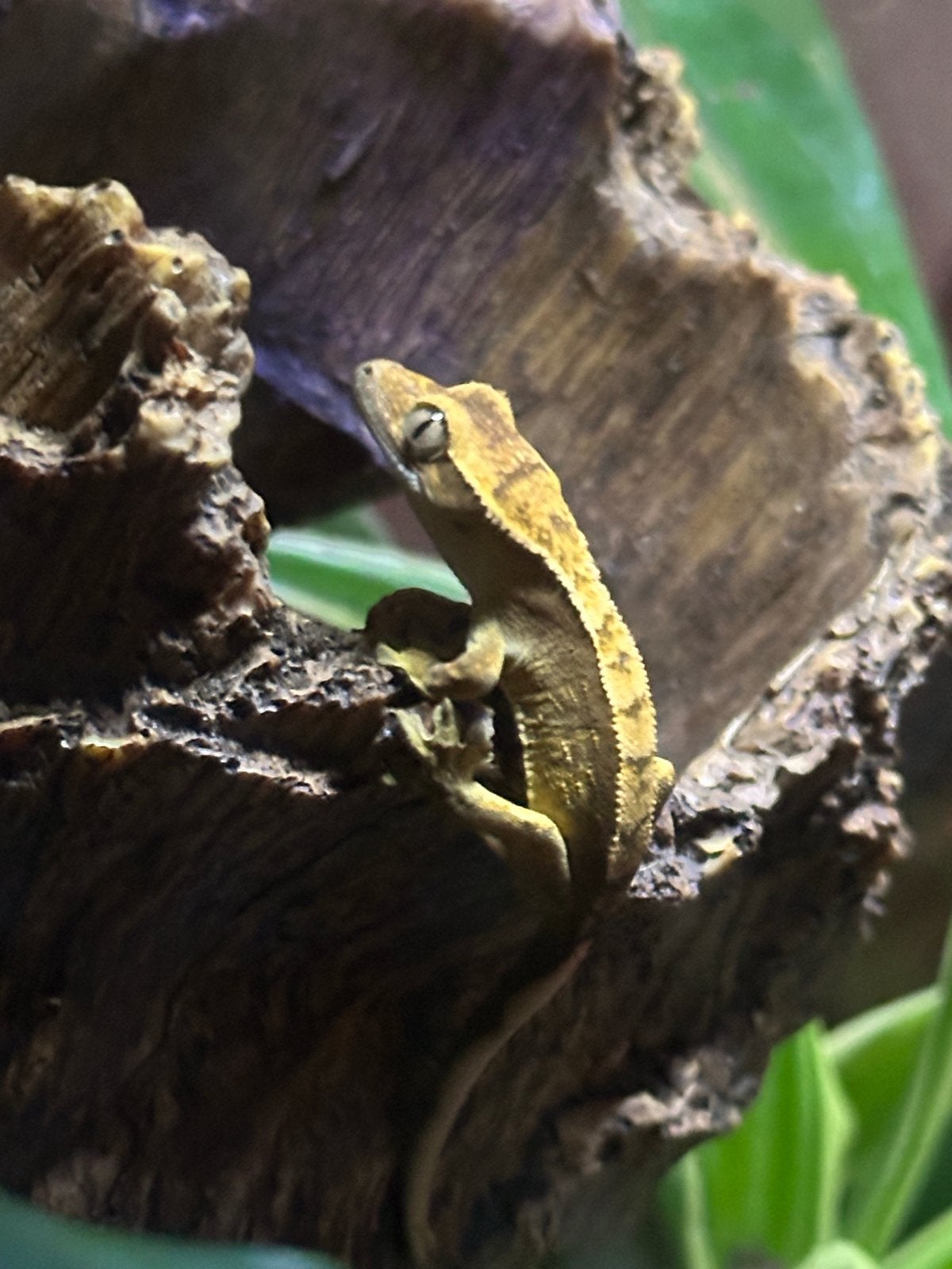 WimperGekko’s Crested Gecko photo 3