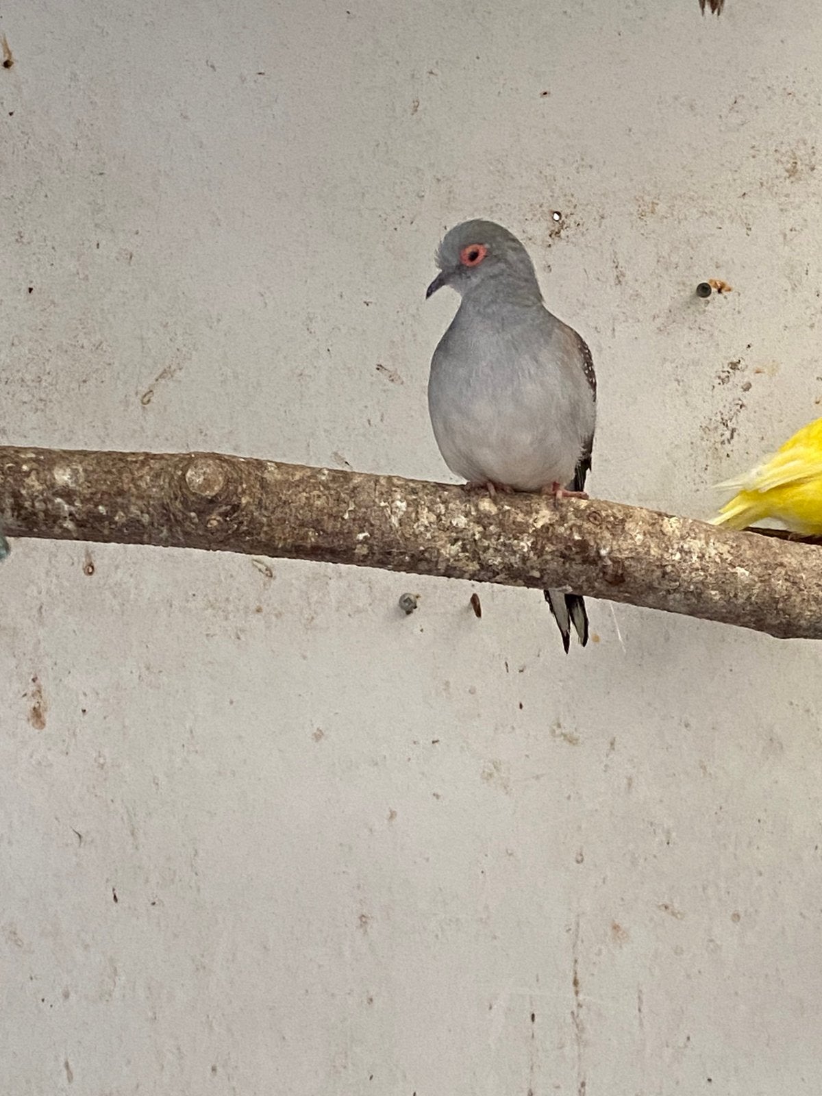 Diamantduifjes tekoop, Dieren en Toebehoren, Meerdere dieren, Tropenvogel