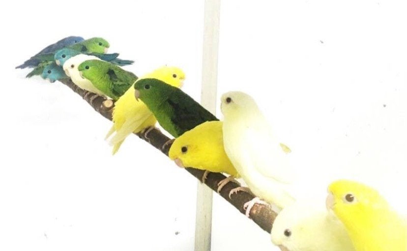 Catharina parkieten gezocht, Dieren en Toebehoren, Vogels | Overige Vogels, Meerdere dieren, Geringd