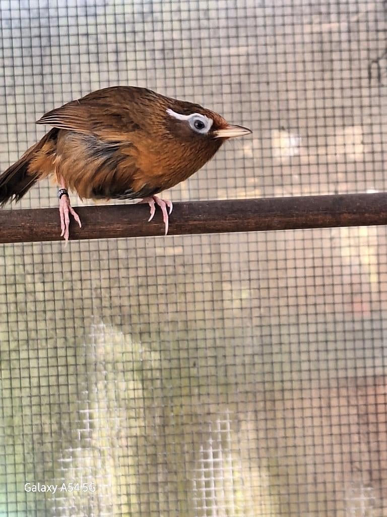 Hwamei pop, Dieren en Toebehoren, Vogels | Overige Vogels, Vrouwelijk, Tropenvogel, Geringd