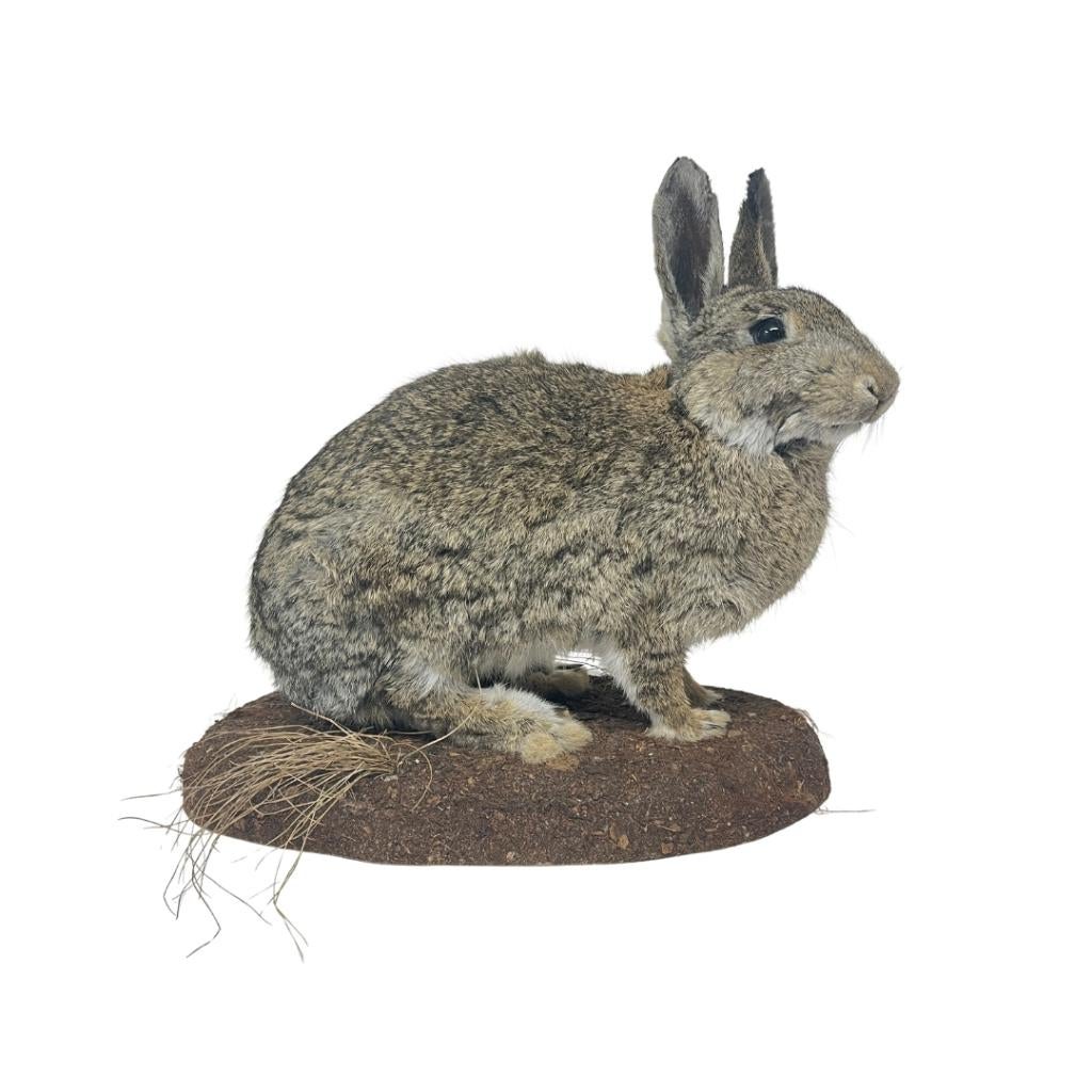 Te koop: Opgezet konijn, Verzamelen, Dierenverzamelingen, Nieuw, Opgezet dier, Wild dier, Ophalen of Verzenden