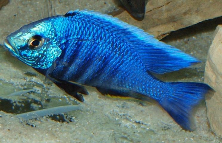 Malawi Cichliden: Copadichromis azureus Mbenji, Dieren en Toebehoren, Vissen | Aquariumvissen, Vis, Zoetwatervis