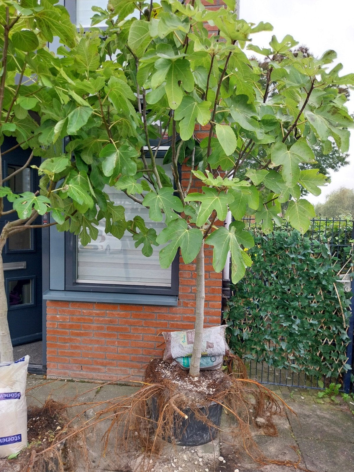 Vijgenboom in pot - Ficus carica, Tuin en Terras, Volle zon, Vaste plant, Ophalen of Verzenden, Zomer