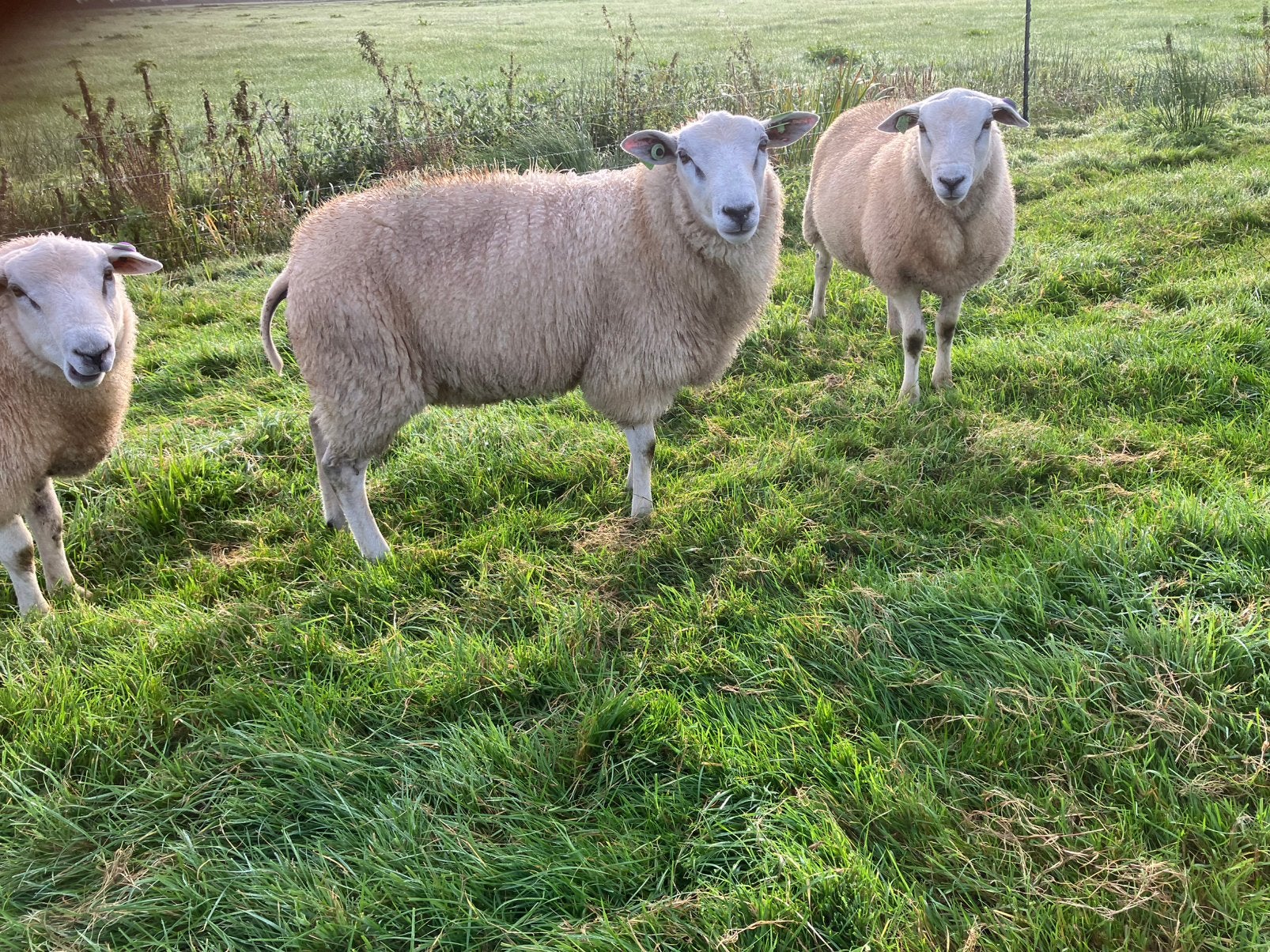 Swifterram dekrammen, Mannelijk, Schaap, 0 tot 2 jaar