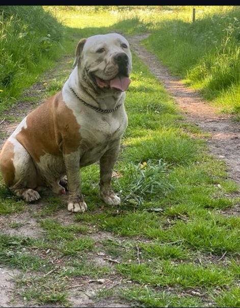 Wij zoeken een dek teefje??!!, 6 jaar of ouder, Teef, Eén hond, Nederland