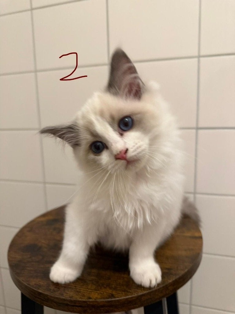 💎 3 van de 6 Prachtige Blue Bicolour Ragdoll Kittens, Meerdere dieren, Gechipt, 0 tot 2 jaar