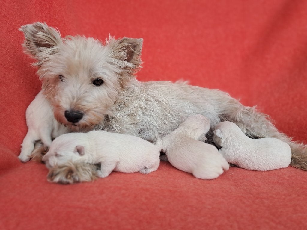 West highland white terrier pups  ( SINT KADO !!!!!), Nederland, Overige rassen, CDV (hondenziekte), 8 tot 15 weken