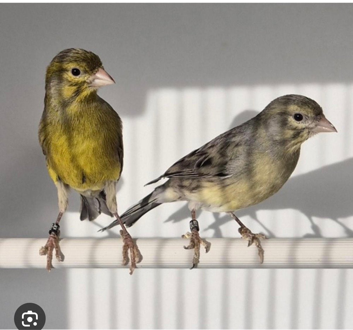Hoi ik zoek nog Raza Espanol kanarie poppen, Dieren en Toebehoren, Vrouwelijk