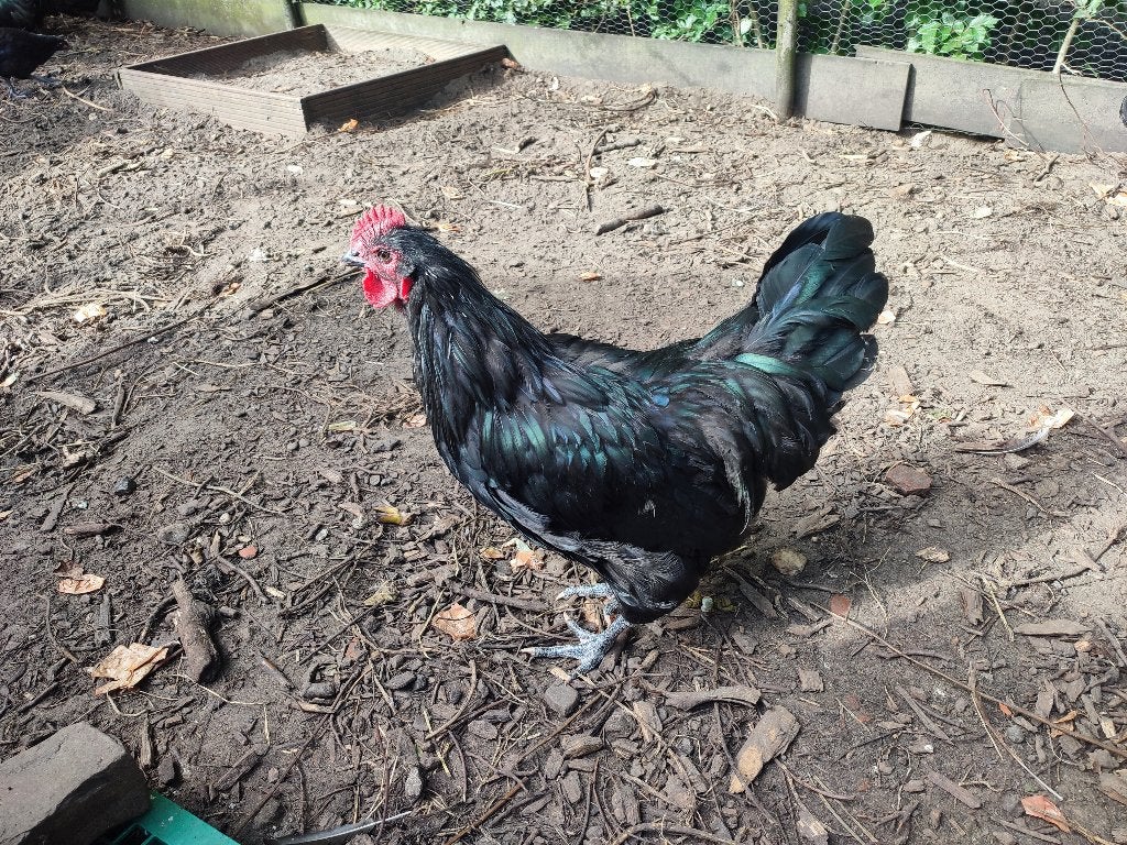 Australorp zwart hanen groot ras haan, Dieren en Toebehoren, Mannelijk, Kip