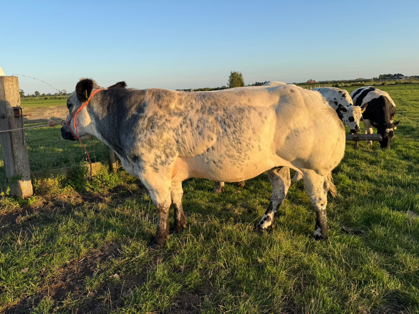 Te koop meerderen BWB e stamboek dieren, Dieren en Toebehoren, Runderen, Mannelijk