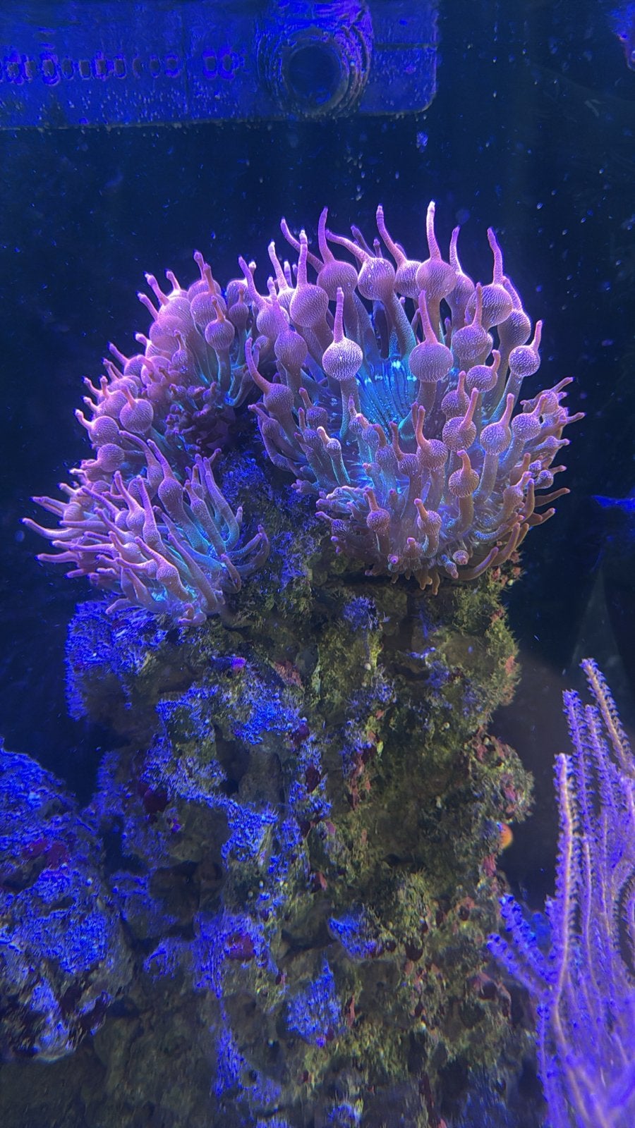 Sunburst bubble tip anemoon., Dieren en Toebehoren, Ophalen, Overige typen