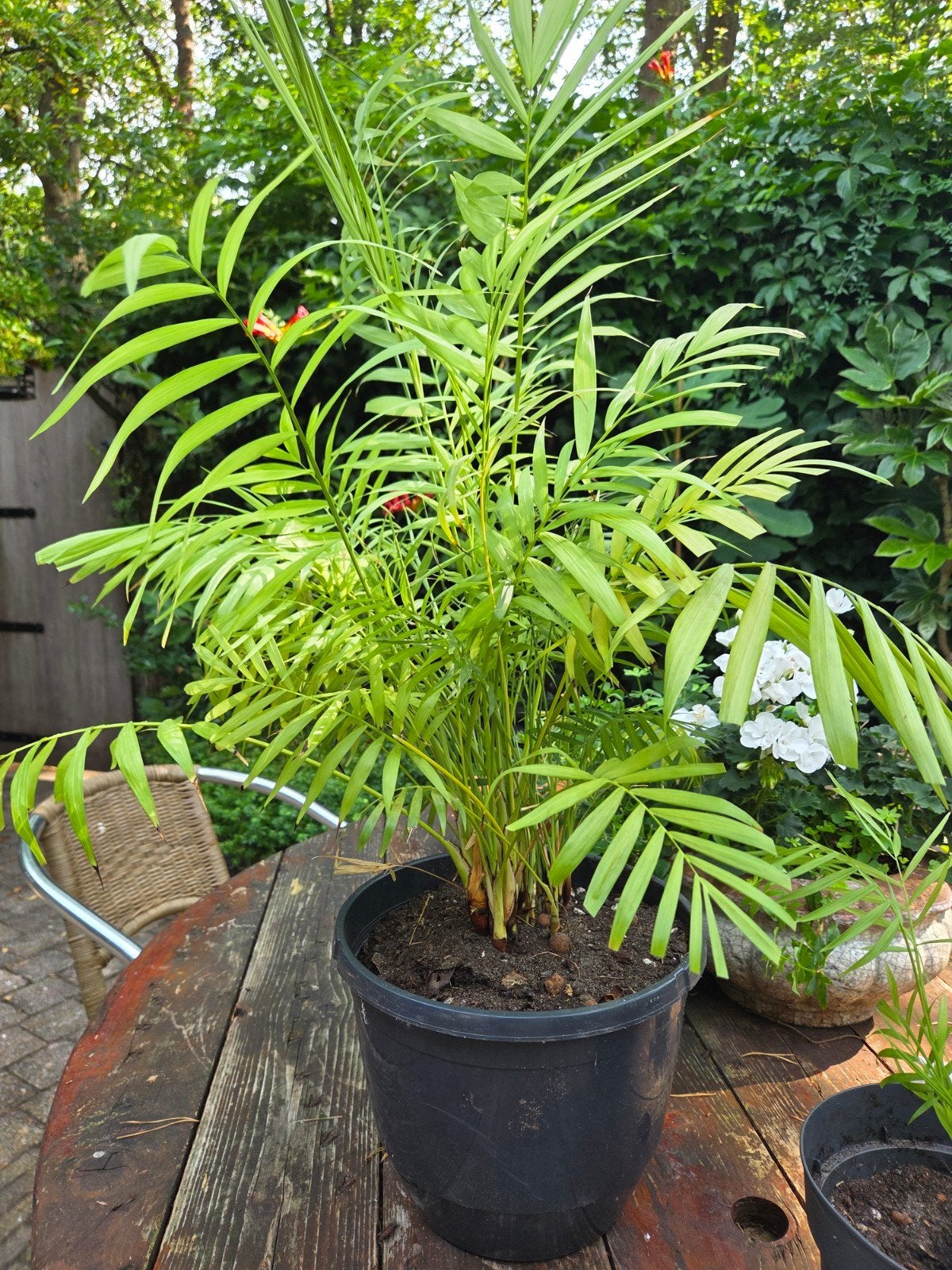 Chamaedorea Elegans - Mexicaanse Dwergpalm, Ophalen, Halfschaduw, Minder dan 100 cm