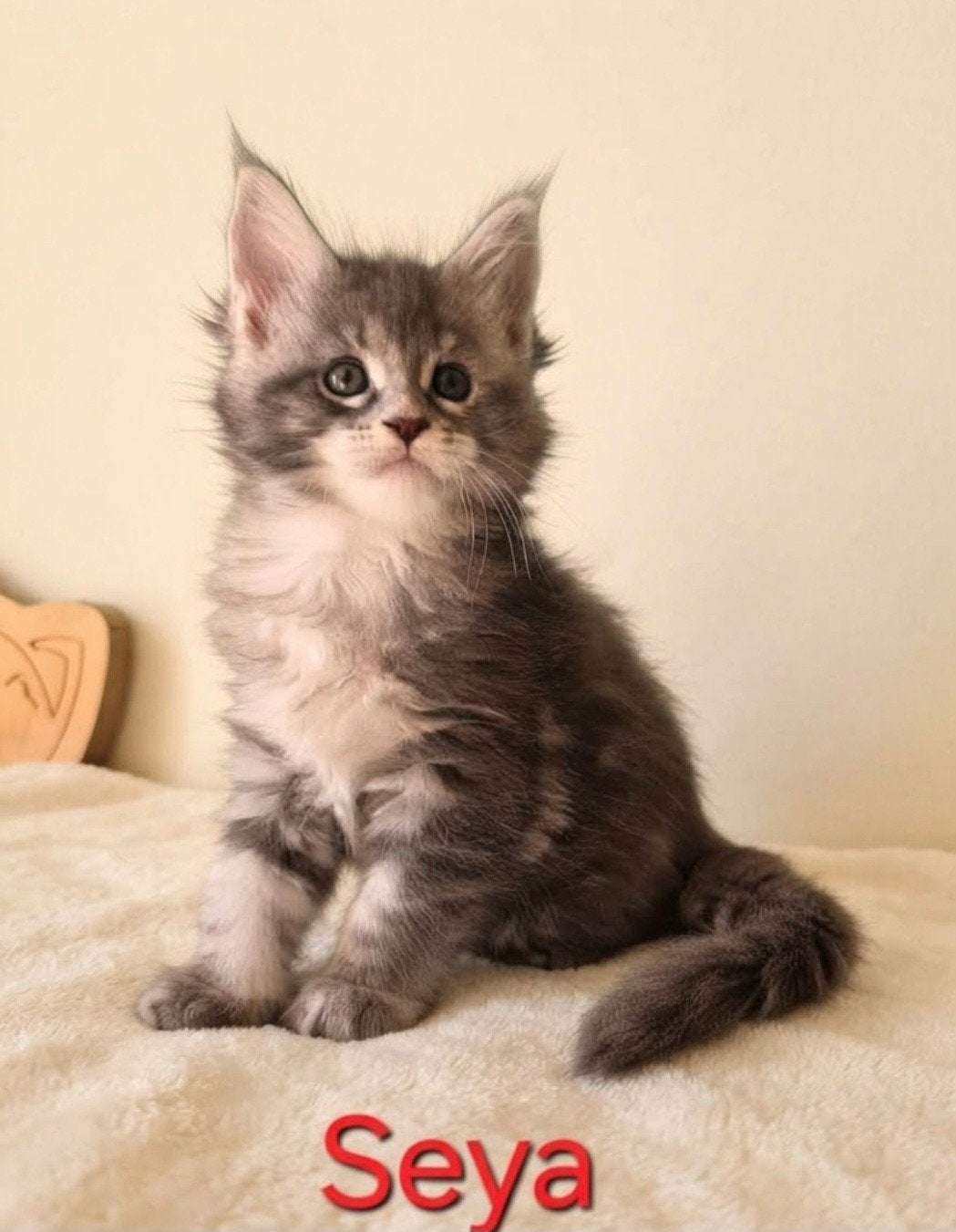 raszuivere Maine coon kittens met stamboom, Meerdere dieren, Met stamboom
