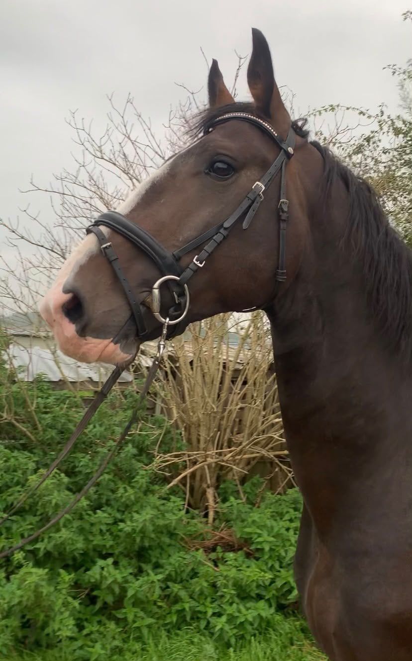 Groninger hengst, Met stamboom, 3 tot 6 jaar, 160 tot 165 cm, Recreatiepaard