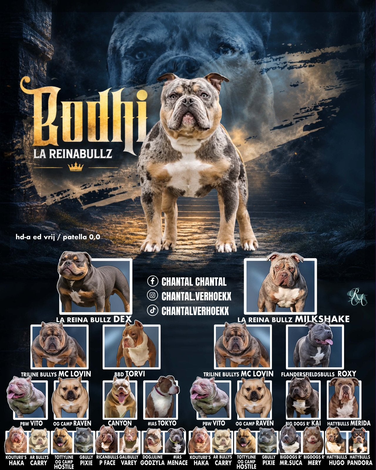 american bully pocket dekreu, Dieren en Toebehoren, Honden | Dekreuen, Reu, 1 tot 2 jaar, Parvo, Eén hond