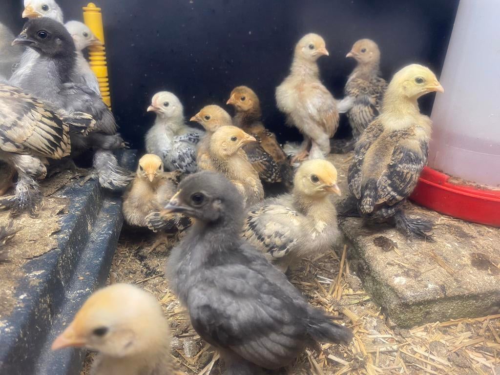 Sabelpootkriel toompjes, Dieren en Toebehoren, Pluimvee, Kip, Meerdere dieren