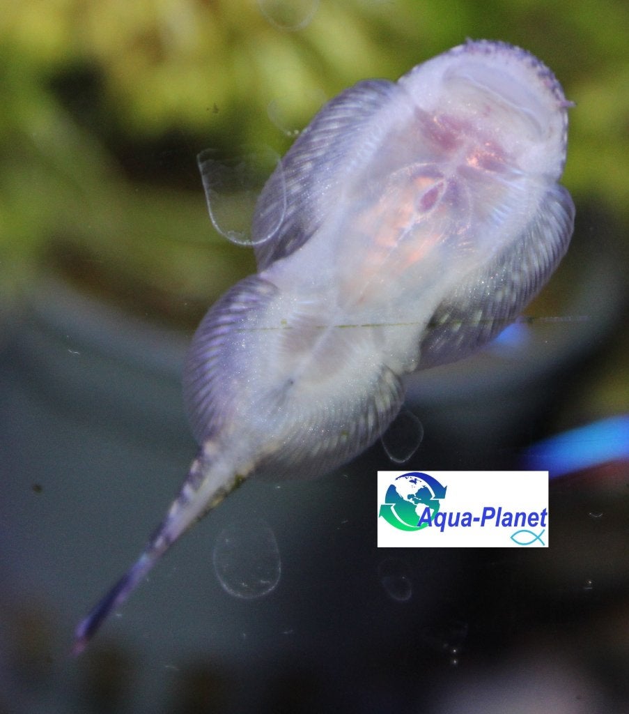 Chinese Algeneter, Dieren en Toebehoren, Vis, Zoetwatervis