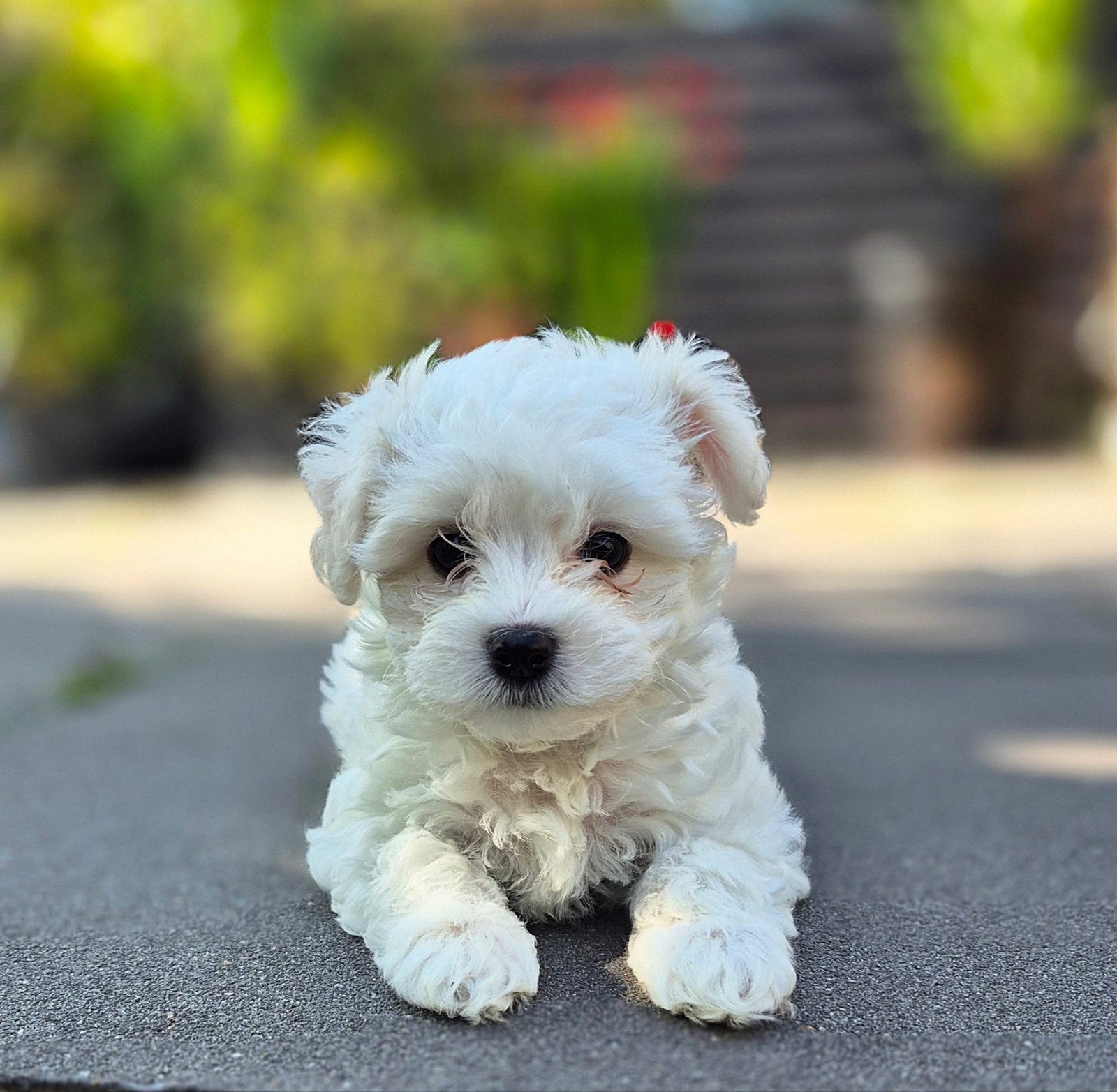 Morkie, Morkey, Malteser, Malteze, Yorksh Terrier Pup, Pups, 8 tot 15 weken, Meerdere, Nederland, Particulier