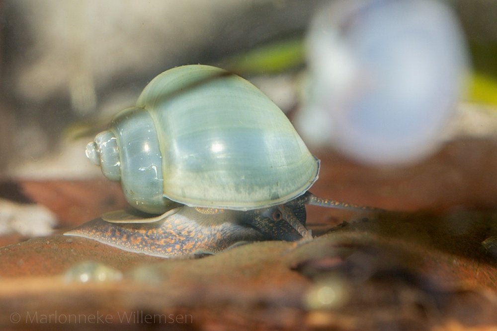 Jonge blauwe appelslakken, Dieren en Toebehoren, Slak of Weekdier, Zoetwatervis