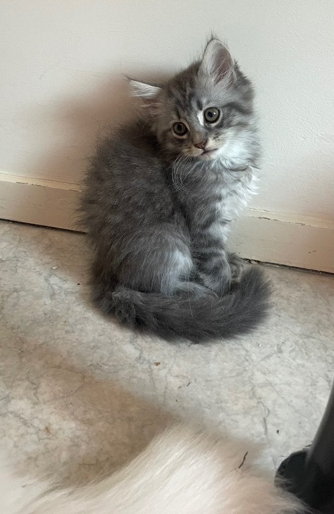 Kittens mix Perzische en maincoon, 0 tot 2 jaar