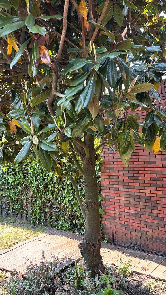Magnolia grandiflora, Tuin en Terras, Planten | Bomen, Overige soorten, Zomer, 400 cm of meer, Ophalen