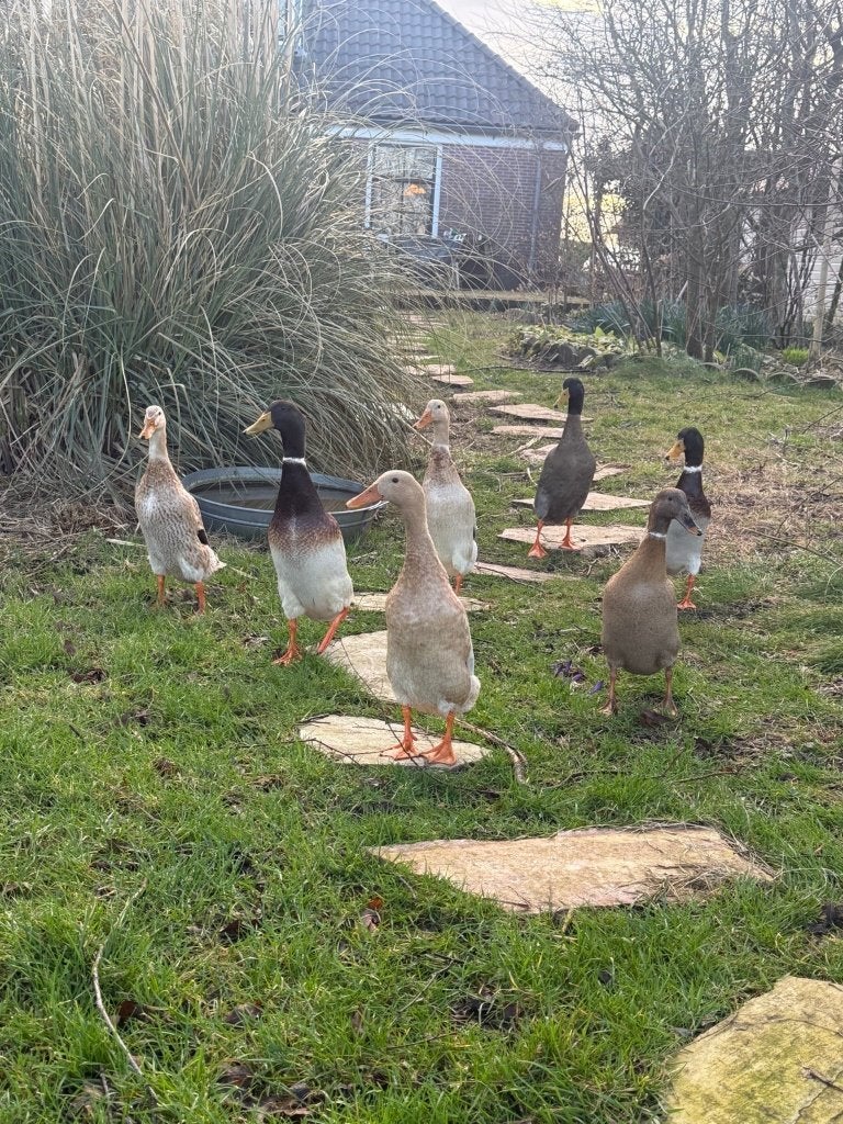 Loopeenden, Dieren en Toebehoren, Pluimvee, Meerdere dieren, Eend
