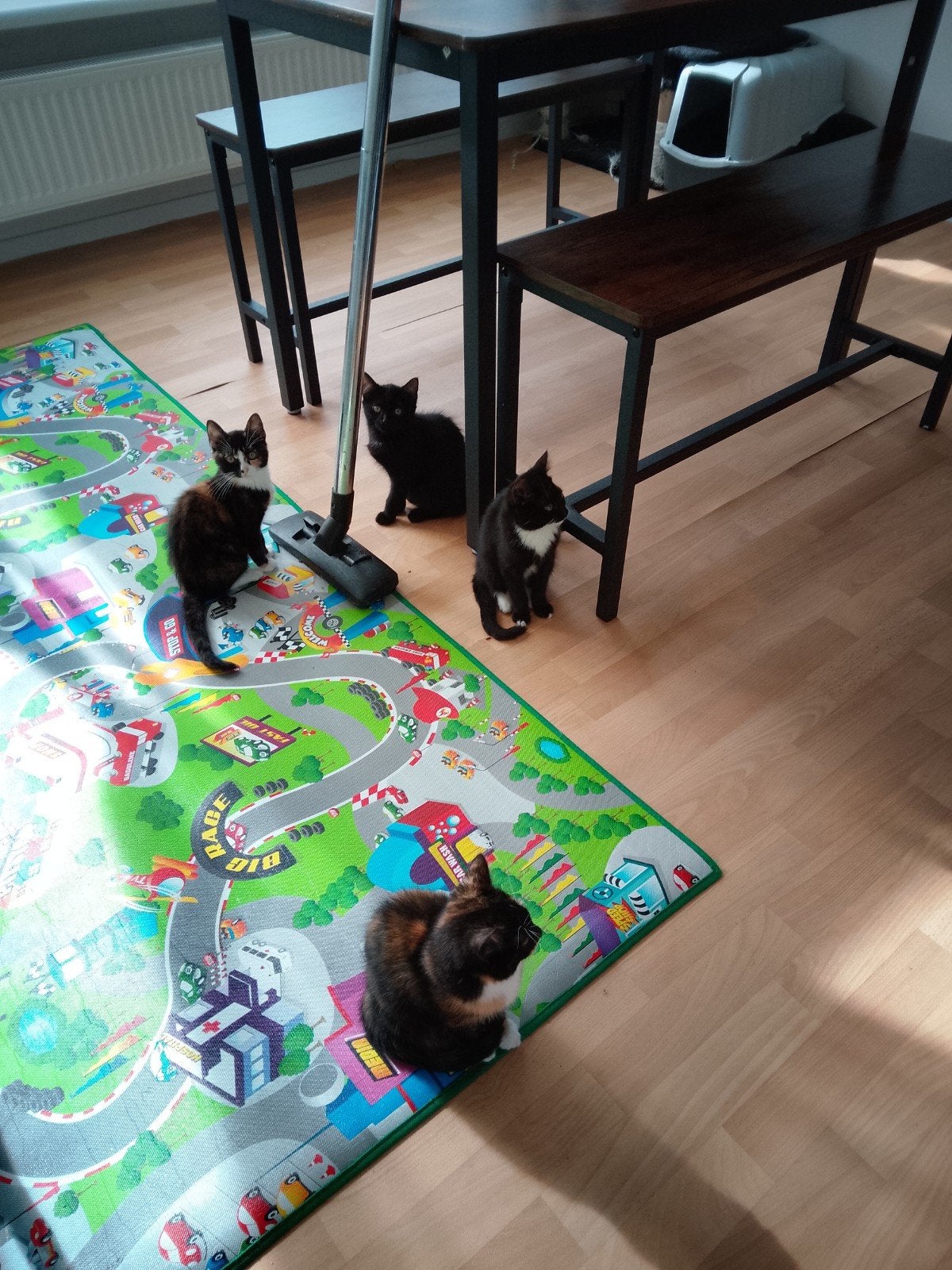 kittens zoeken huisje, Dieren en Toebehoren, Meerdere dieren, Ontwormd, 0 tot 2 jaar