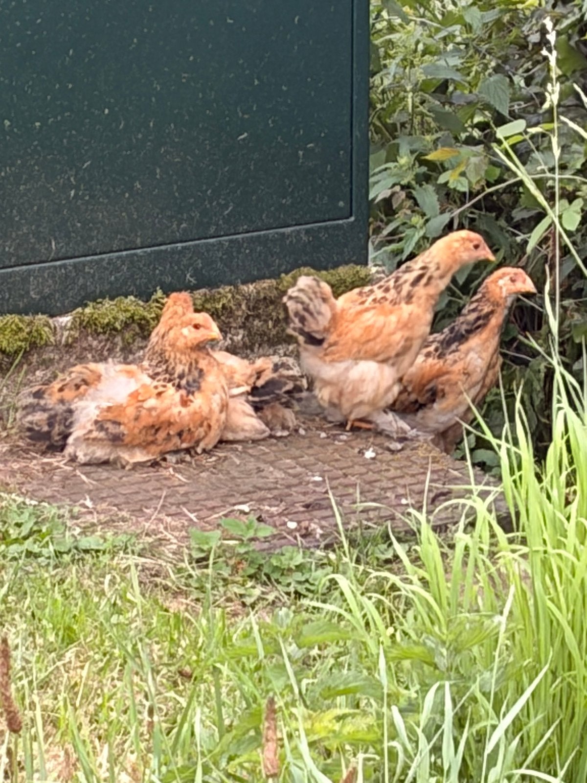 Brahma, Brahma kuikens, Brahma kuiken, Dieren en Toebehoren, Pluimvee, Kip, Geslacht onbekend