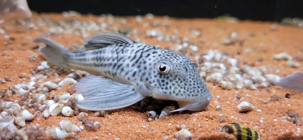 L141 – Hemiancistrus snethlageae | Prachtige harnasmeerval, Vis, Zoetwatervis