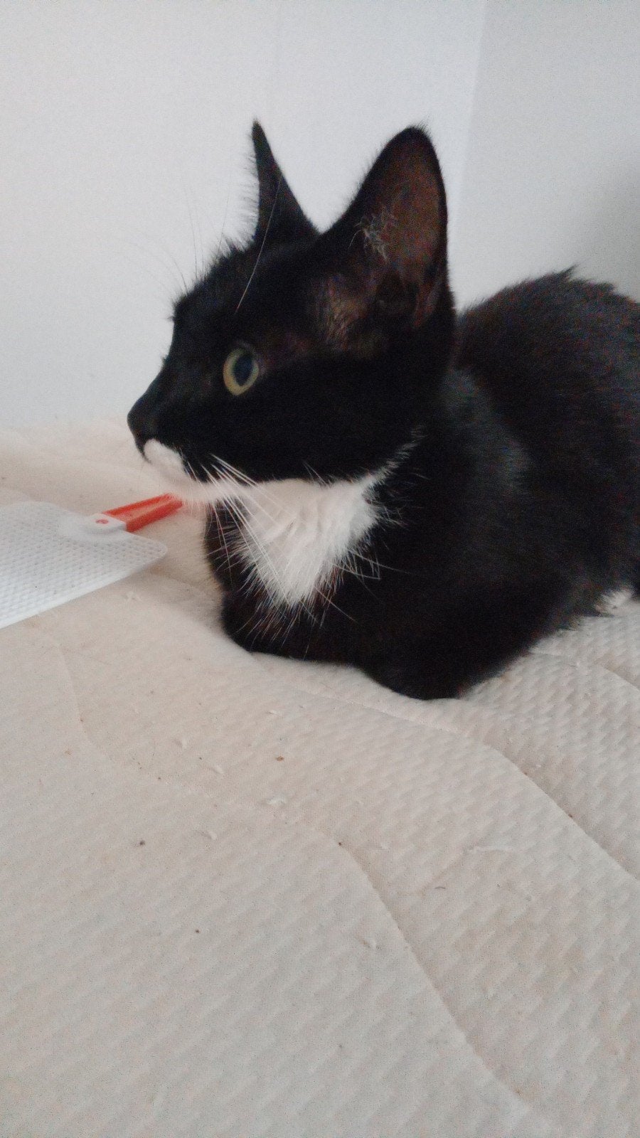 Kittens: kruising Europees Korthaar met Maine Coon, Dieren en Toebehoren, Katten en Kittens | Overige Katten, Meerdere dieren