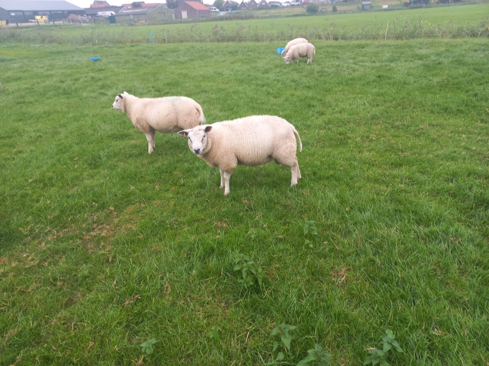Texelaar/ Engelse Texelaar dekrammen, Mannelijk, Schaap, 0 tot 2 jaar