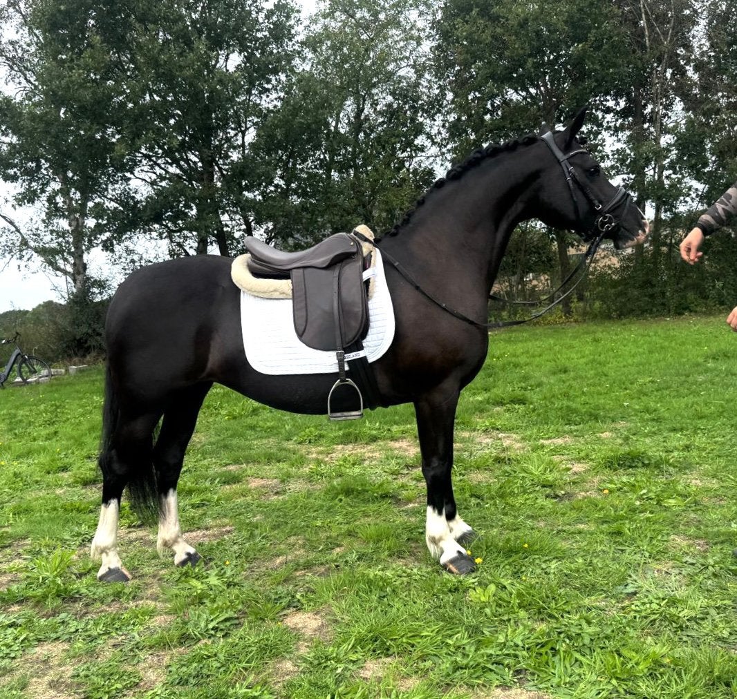 Prachtige veelzijde C merrie, Dieren en Toebehoren, Merrie, Dressuurpony, C pony (1.27m tot 1.37m), 7 tot 10 jaar
